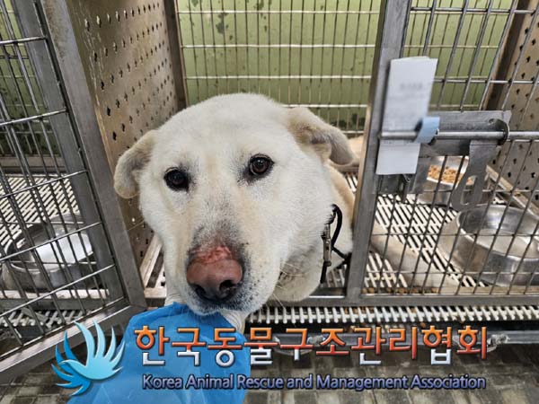 보호중 믹스견의 가…