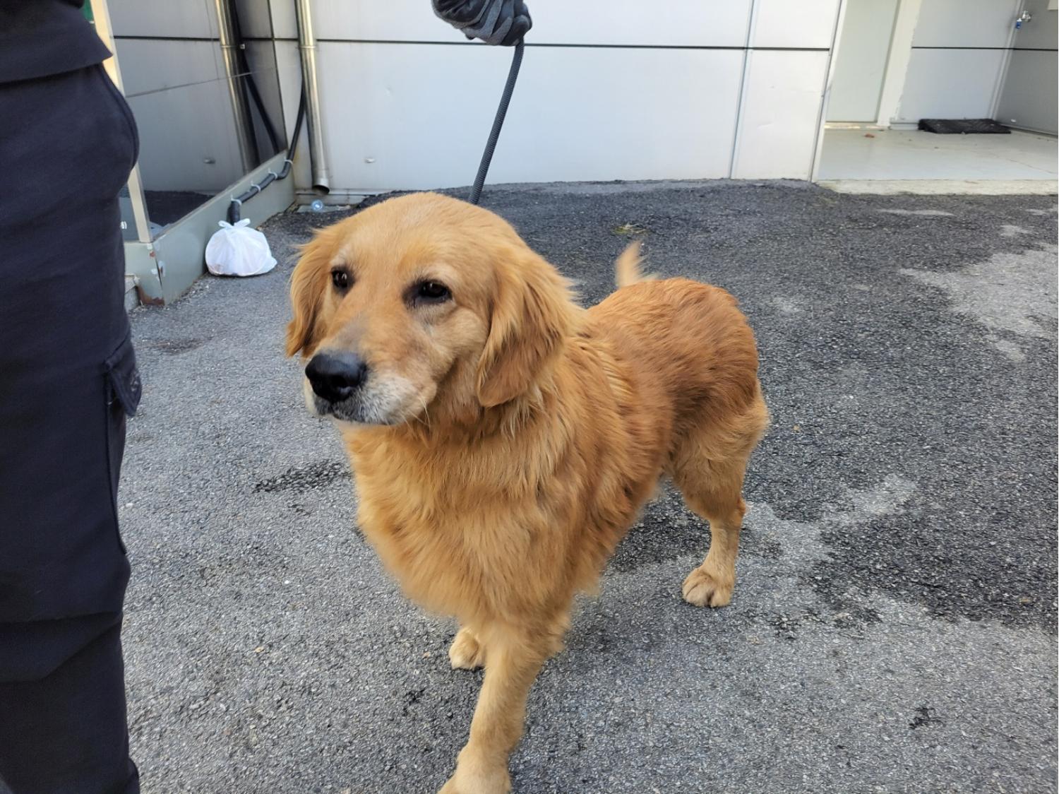 고양시동물보호센터_441394202400156