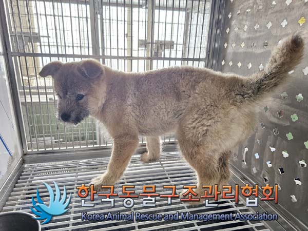보호중 믹스견의 가…