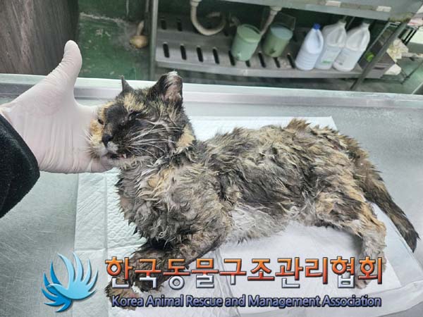 종료(자연사) 한국…
