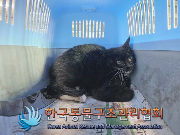 보호중 한국 고양이…