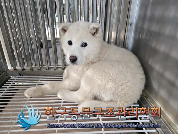 보호중 믹스견의 가…
