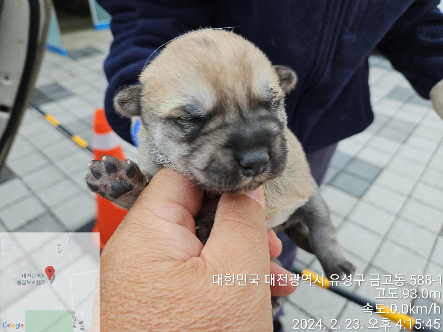 대전동물보호센터_430368202400028