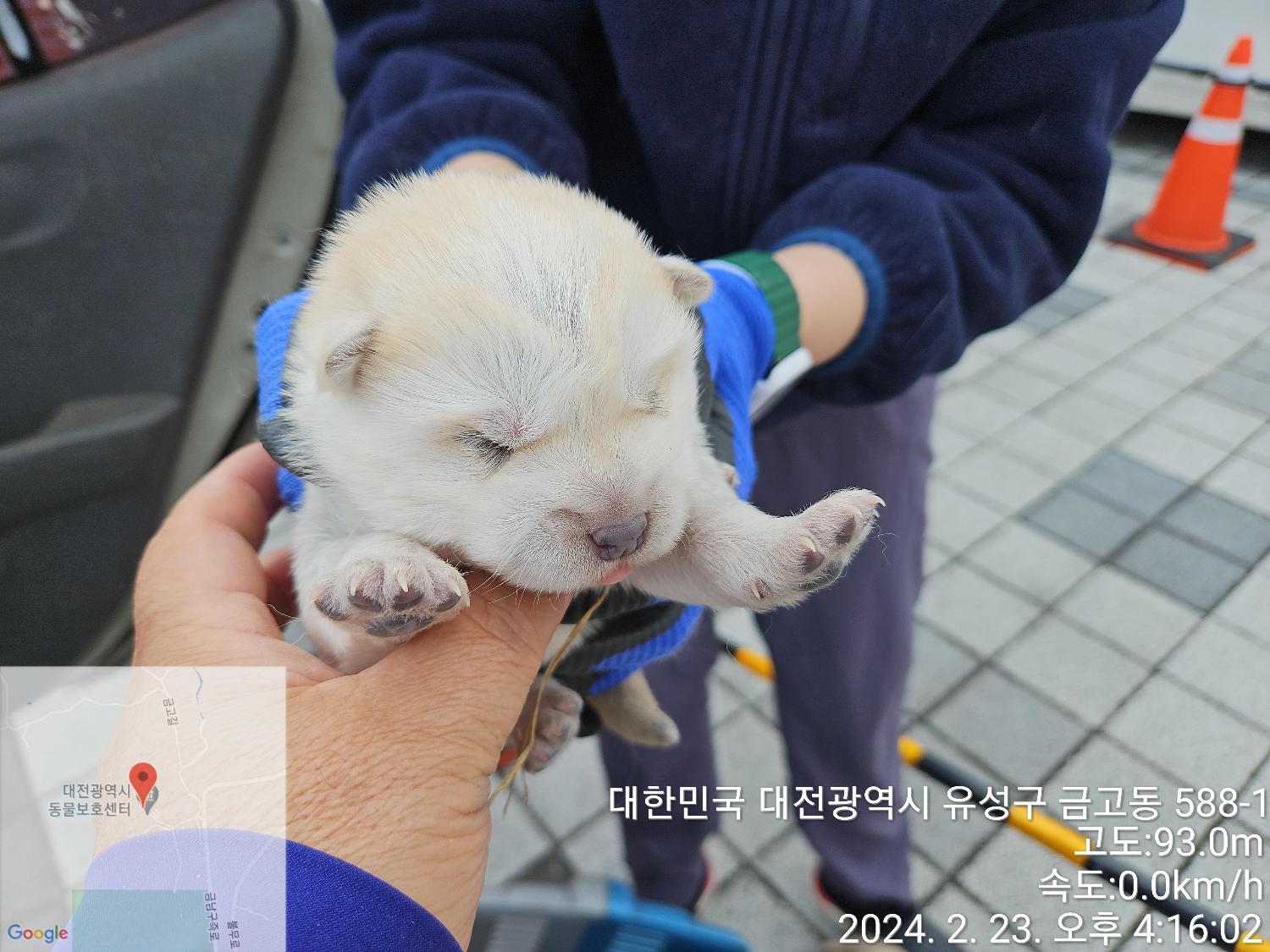 보호중 믹스견의 가…
