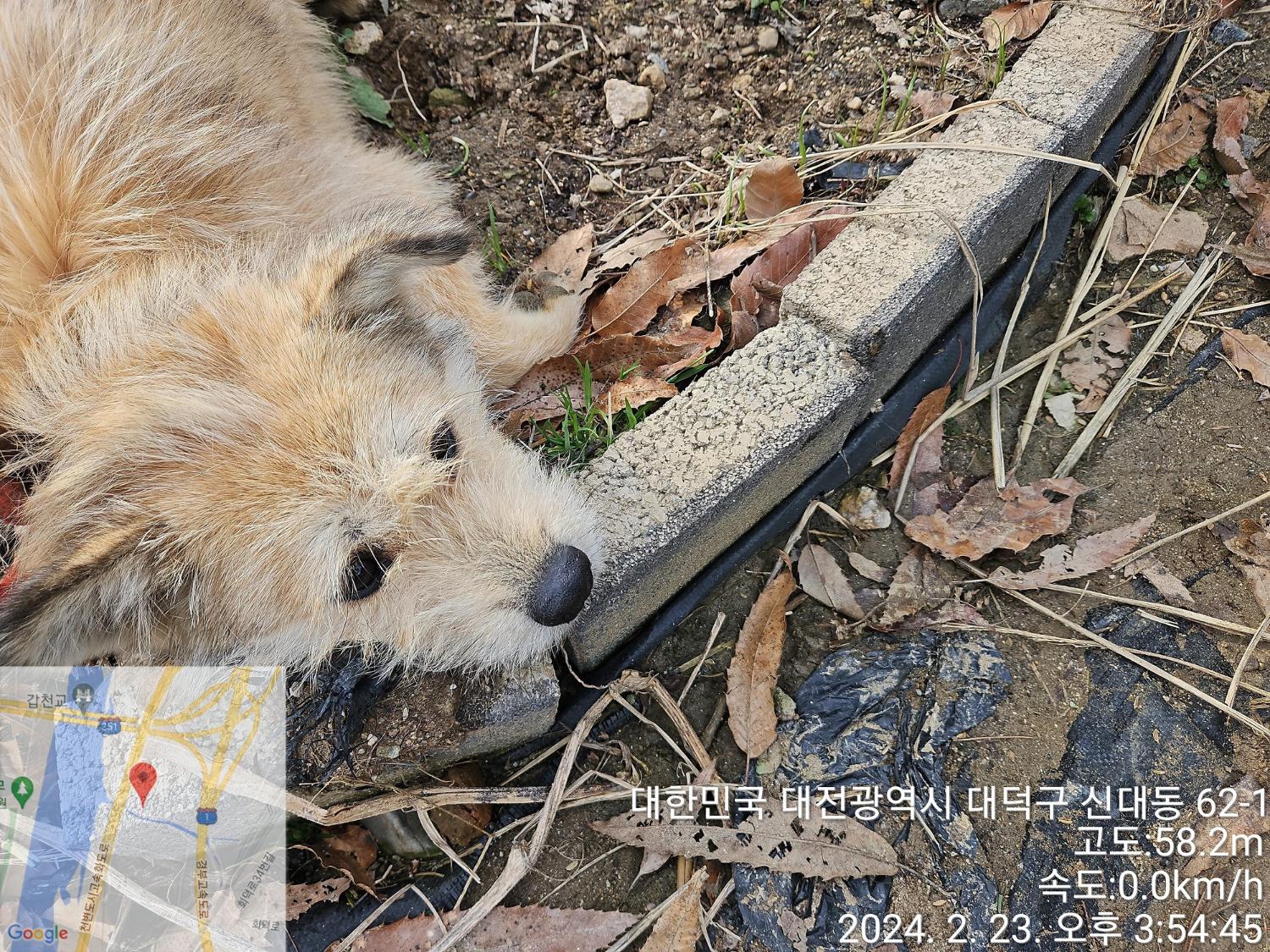 보호중 믹스견의 가…