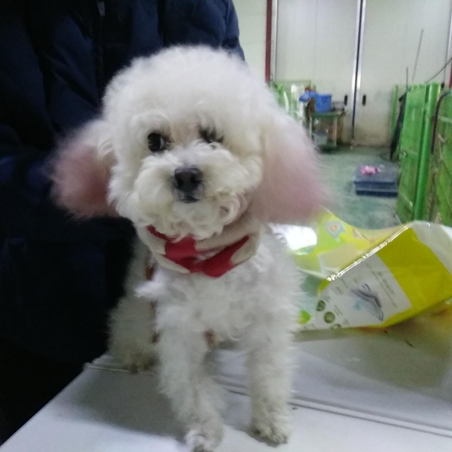 인천광역시수의사회_428353202400054