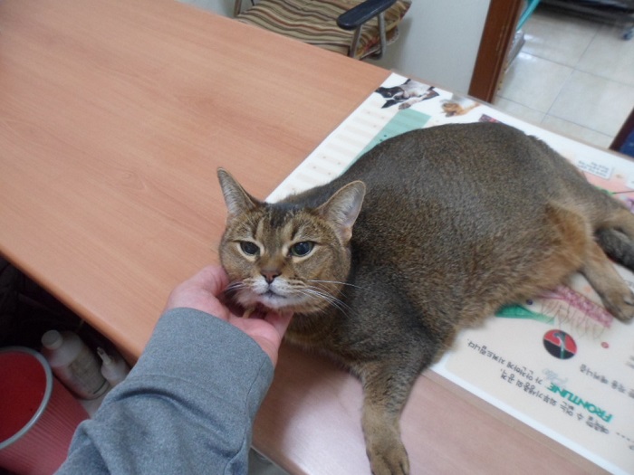 강현림동물병원_411320202400062