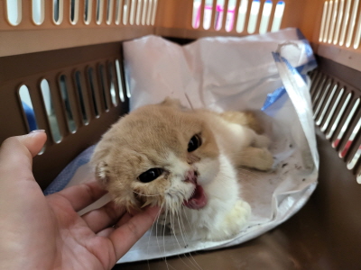 (사)동부동물보호협회_426331202400034
