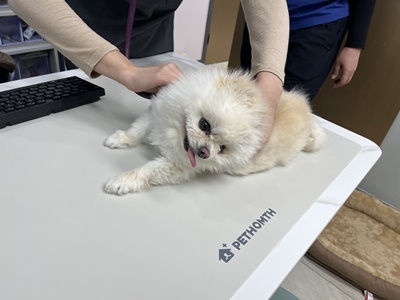 보호중 포메라니안의…