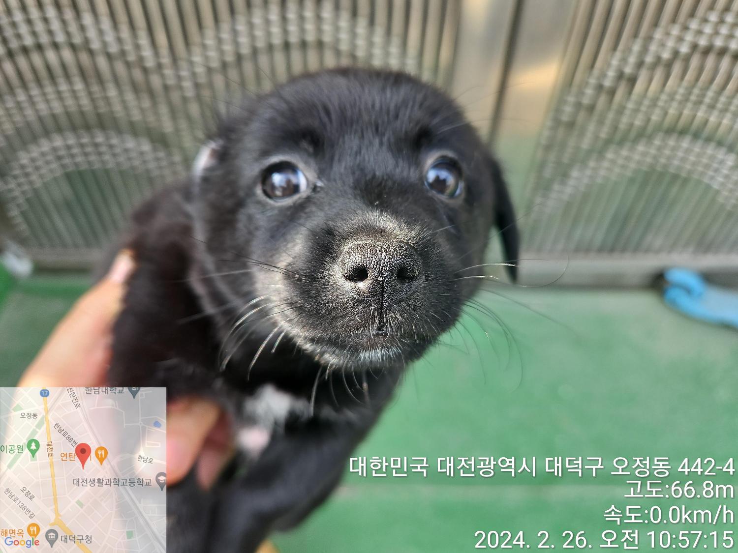 대전동물보호센터_430368202400032