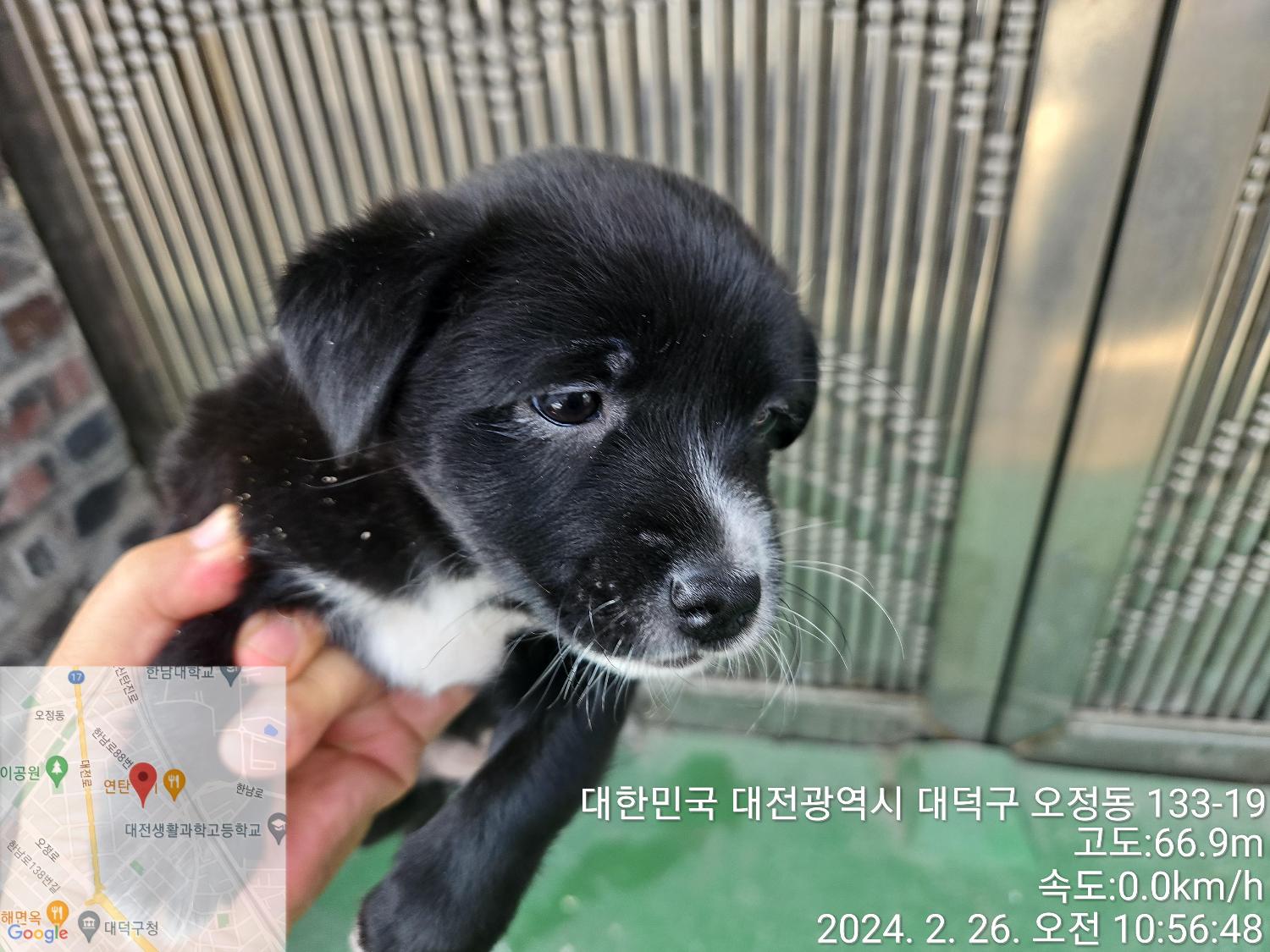 대전동물보호센터_430368202400033