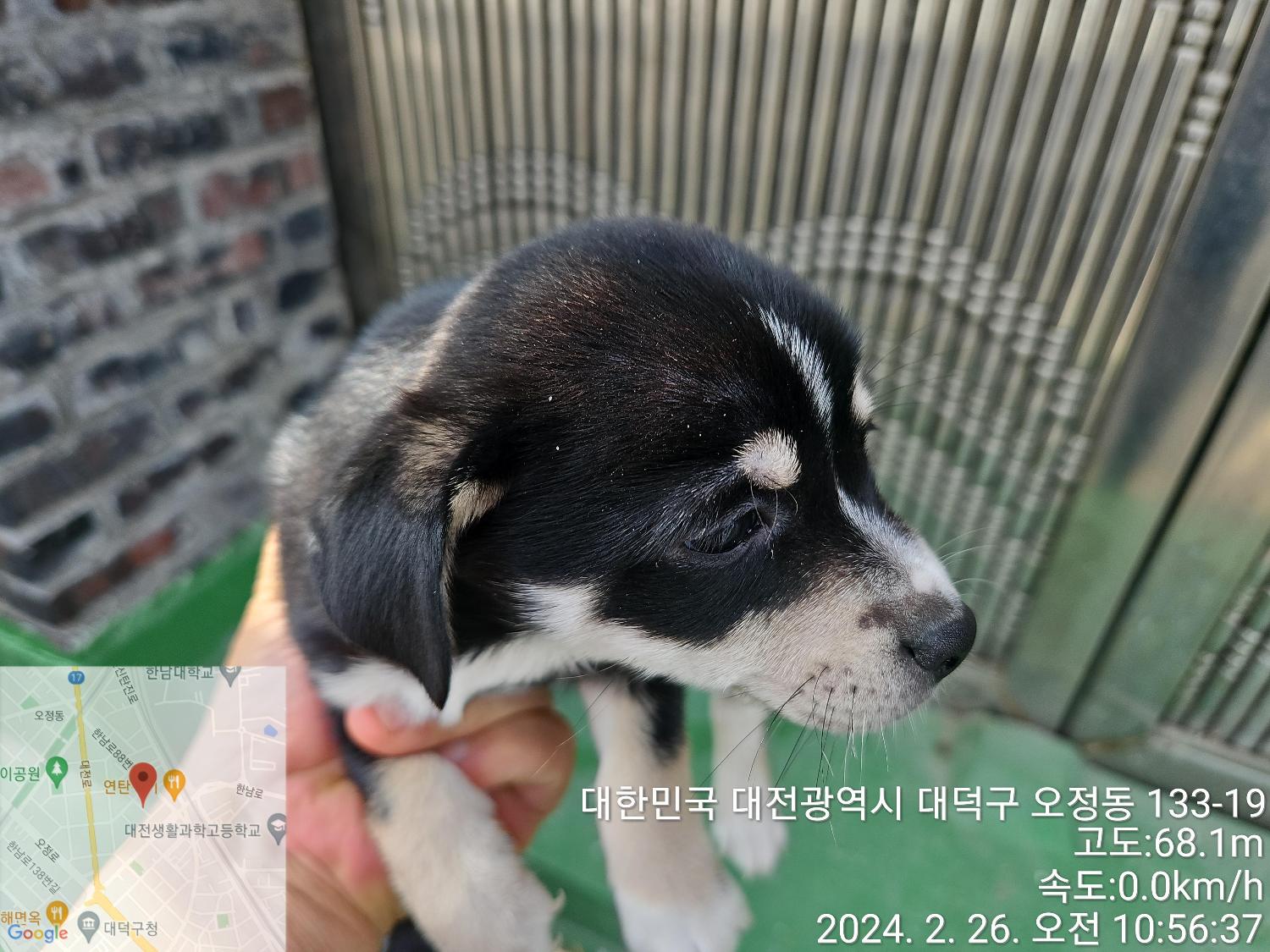 대전동물보호센터_430368202400034