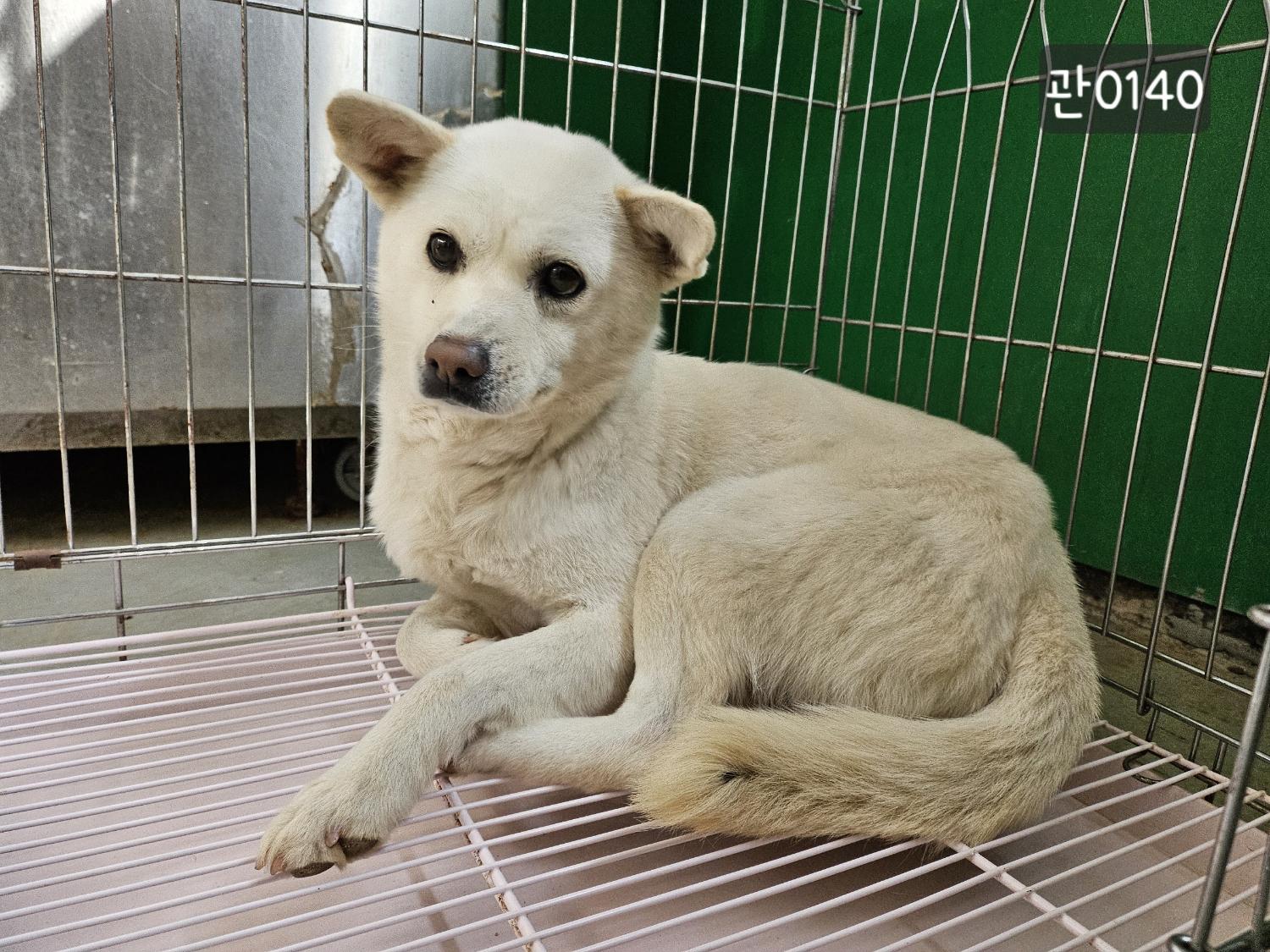보호중 믹스견의 가…