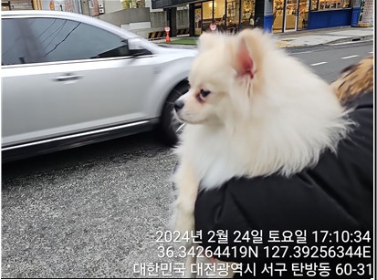 대전동물보호센터_430366202400047