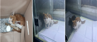 부산동물보호센터_426328202400004