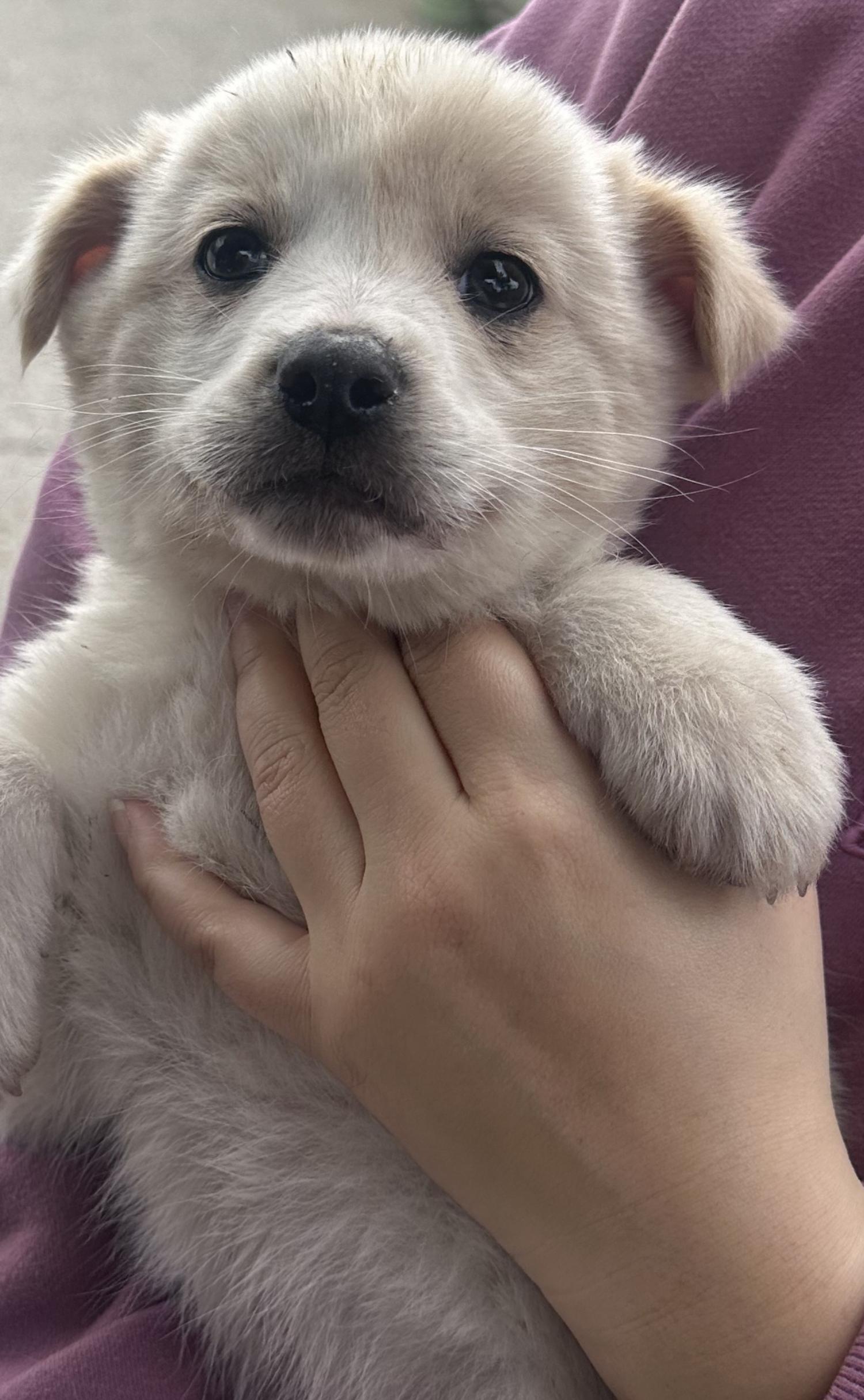상주시 동물보호센터_447511202400219