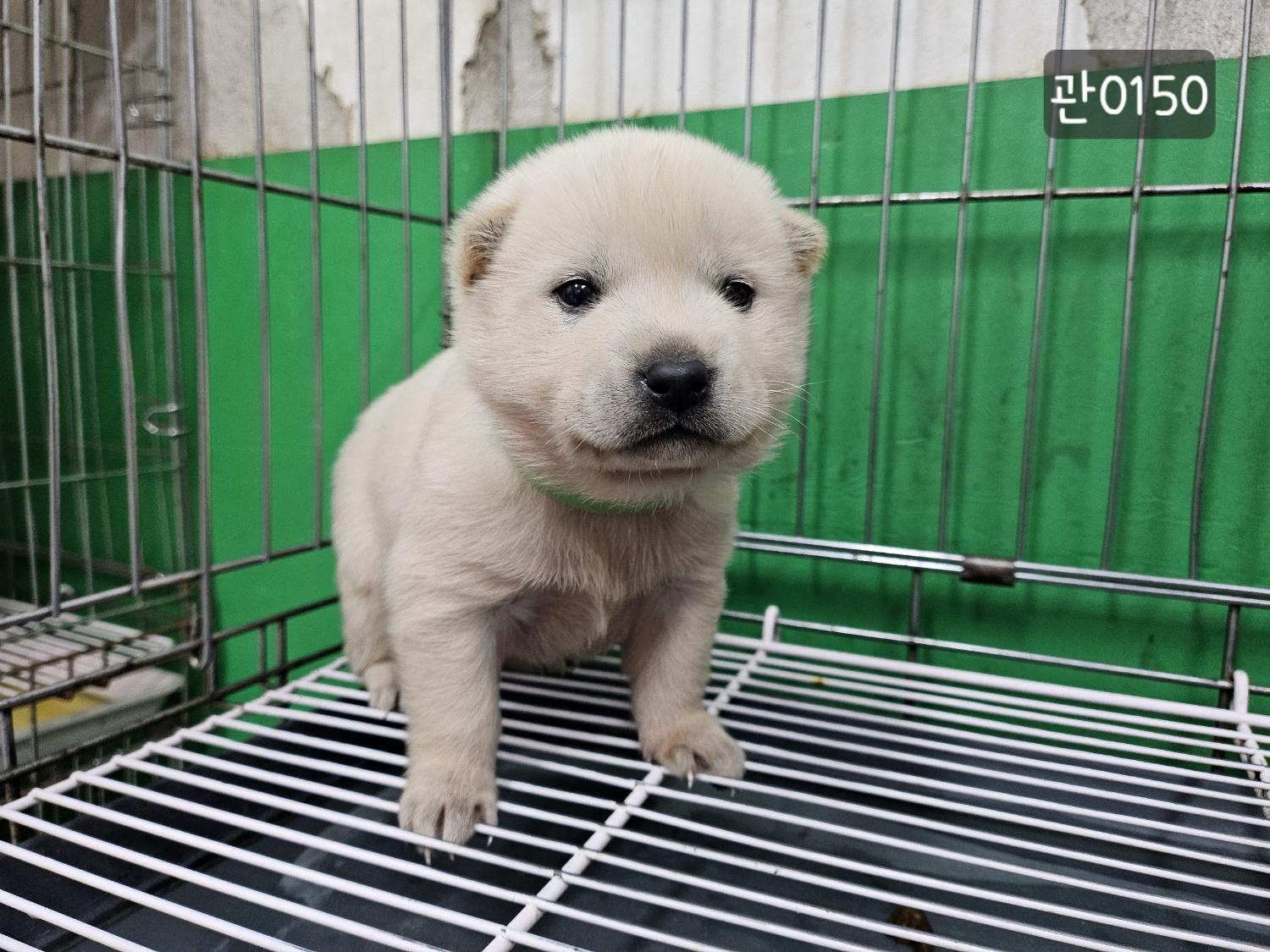 종료(입양) 믹스견…