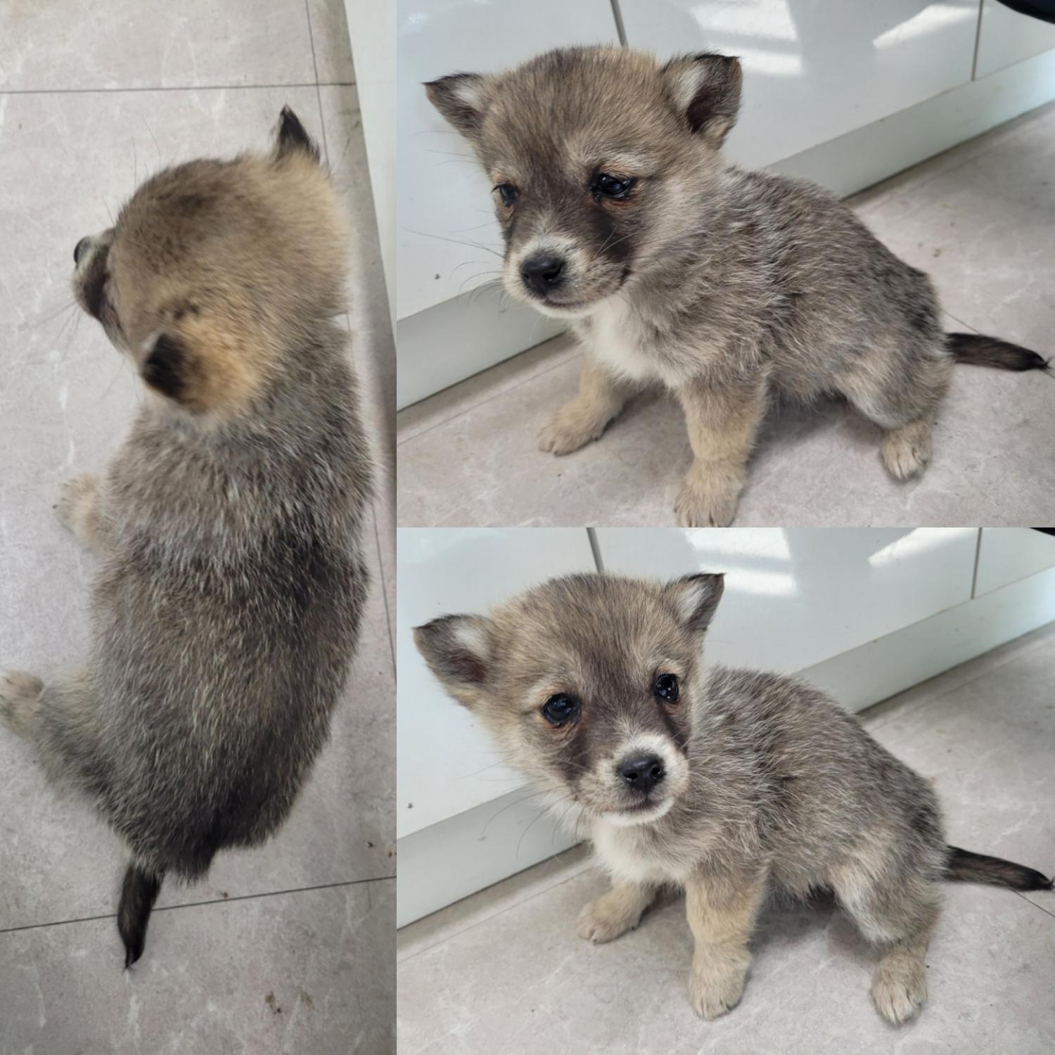 논산시 동물보호센터_444454202400140
