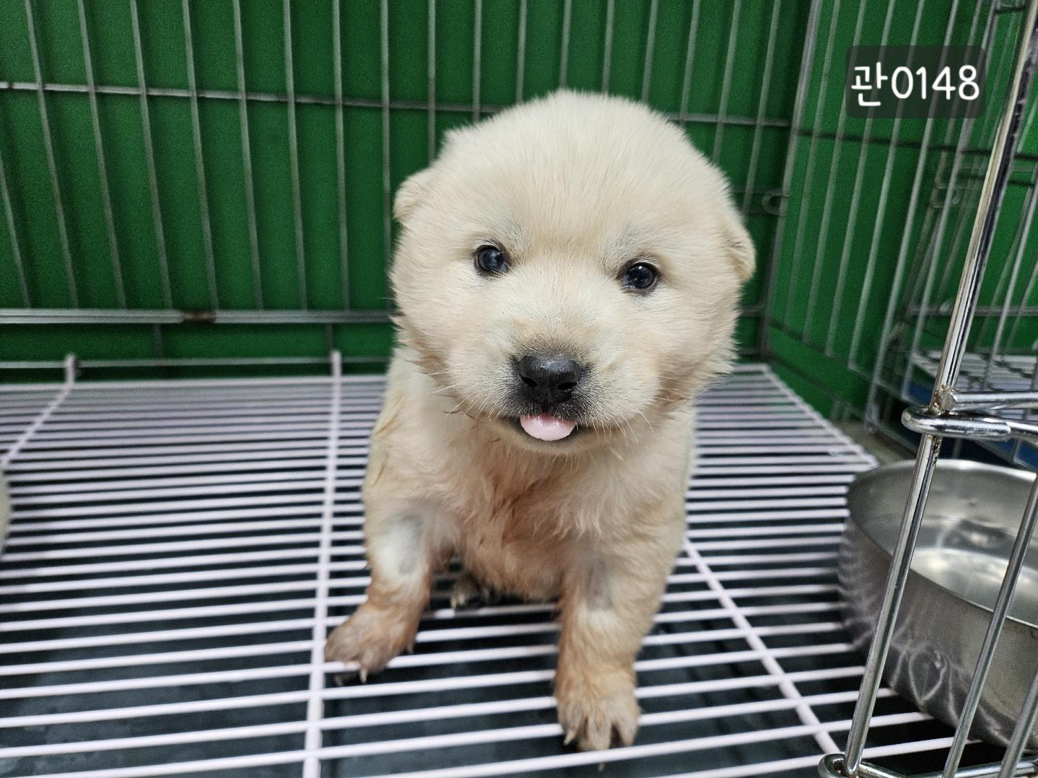 보호중 믹스견의 가…