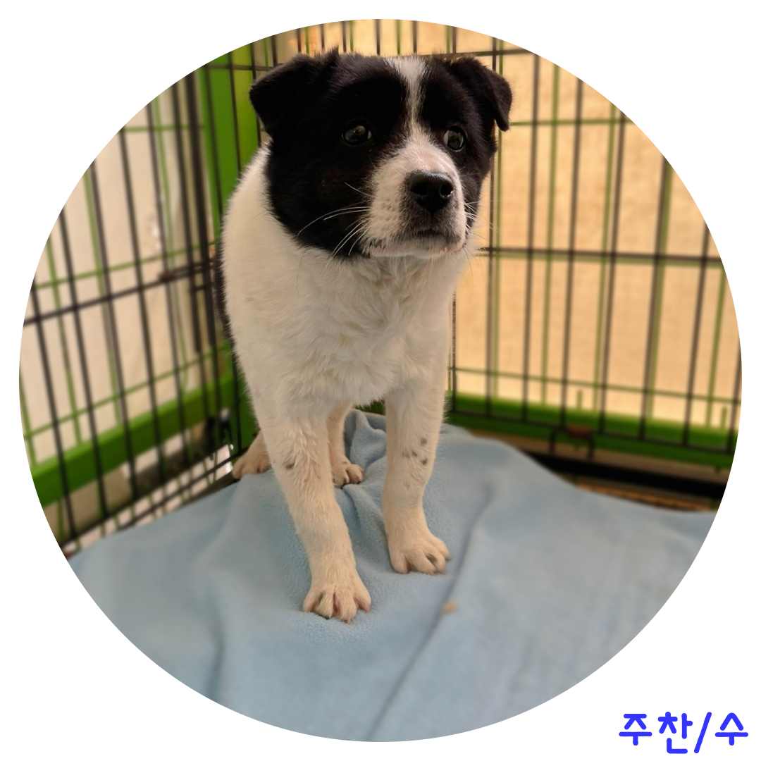 군산유기동물보호센터_445467202400224