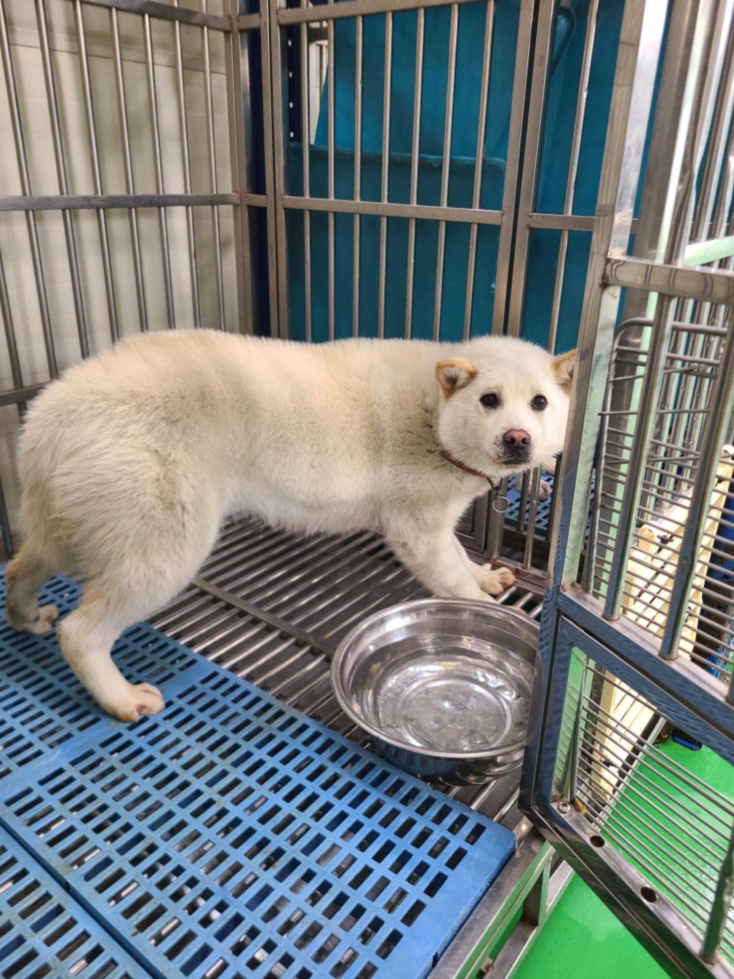 충주시동물보호센터_443439202400061