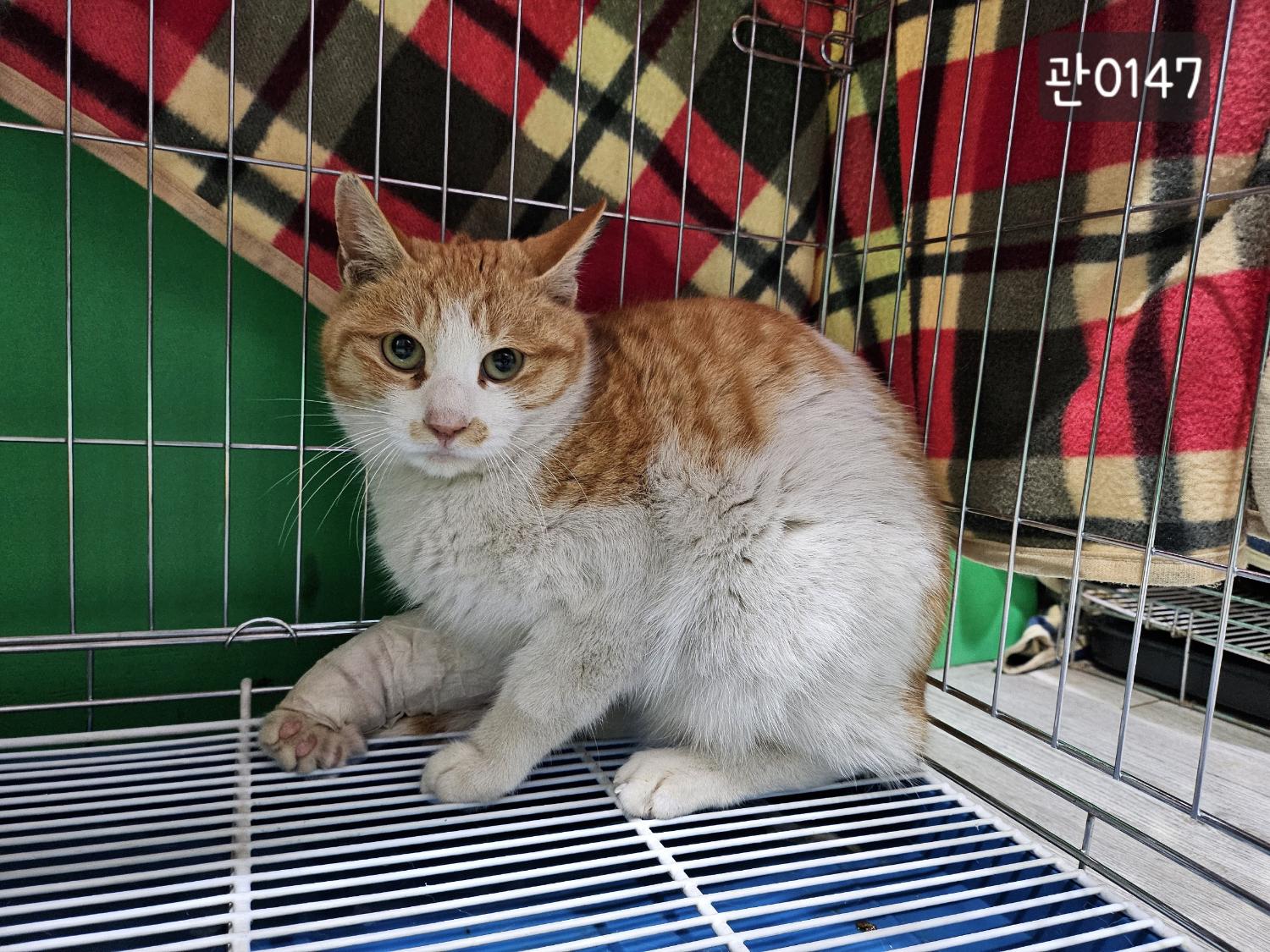 고양시동물보호센터_441394202400147