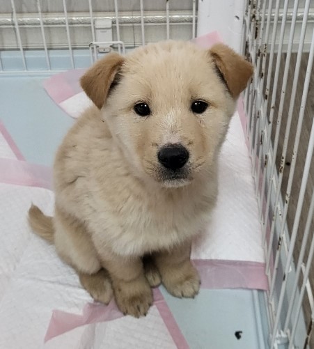 영광동물보호센터_446497202400014