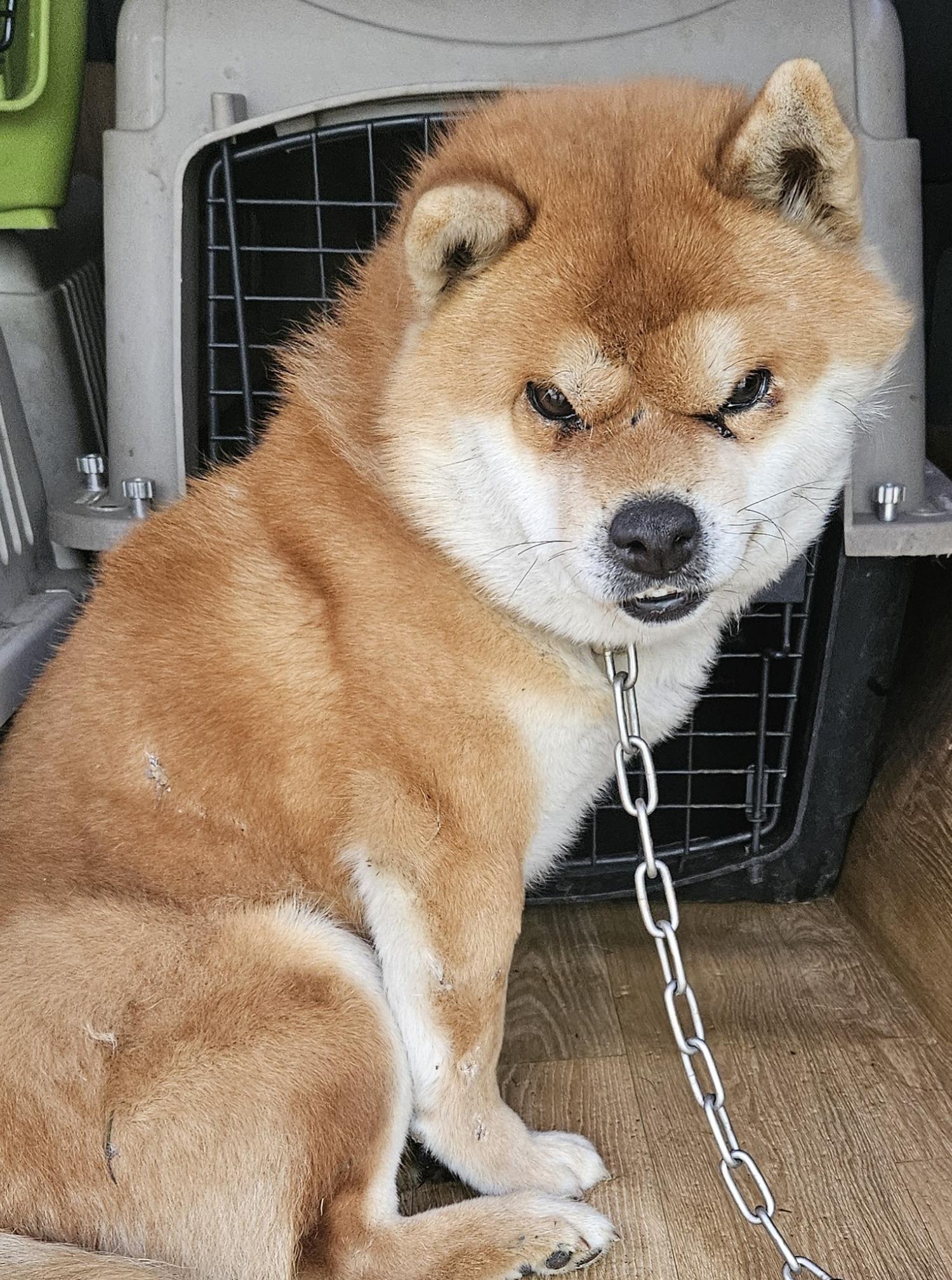 종료(반환) 시바의…