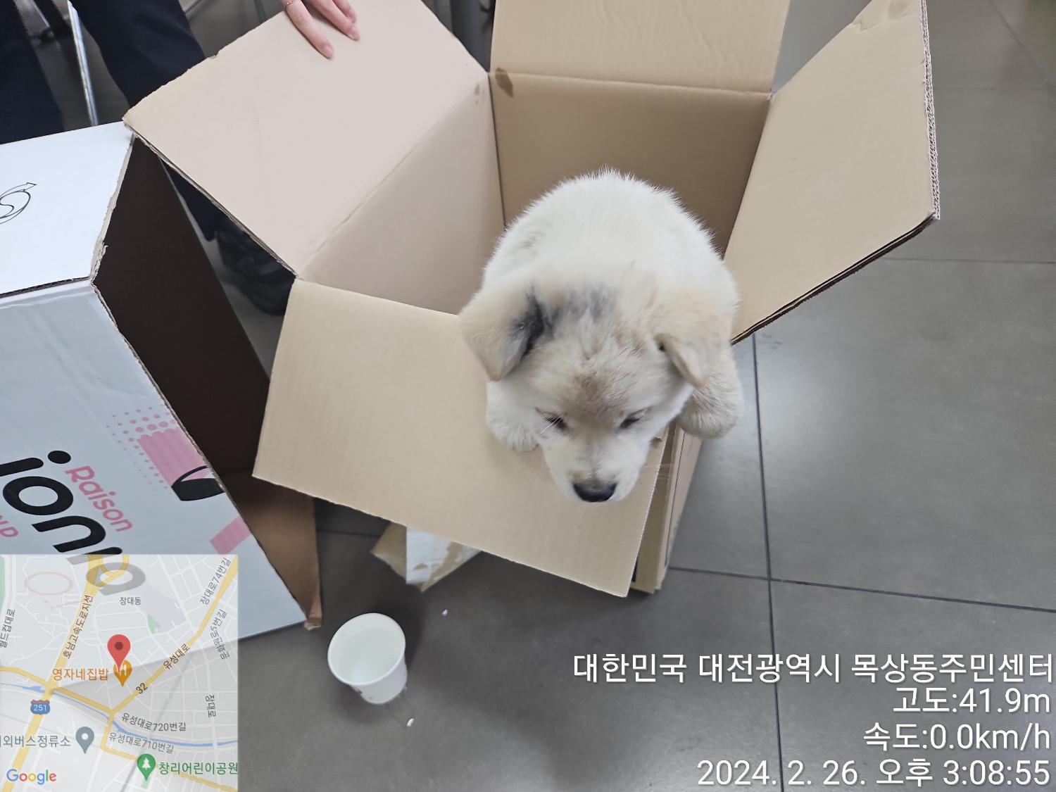 보호중 믹스견의 가…