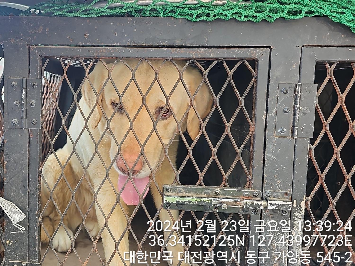 대전동물보호센터_430364202400048