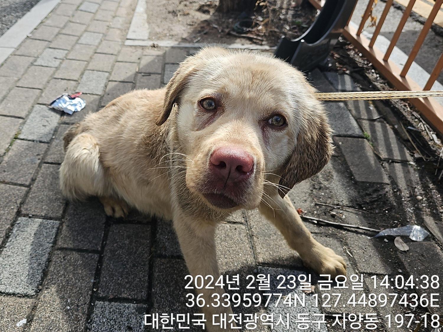 보호중 믹스견의 가…