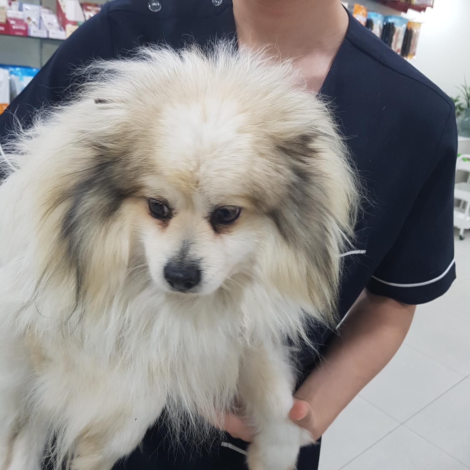 종료(반환) 스피츠…