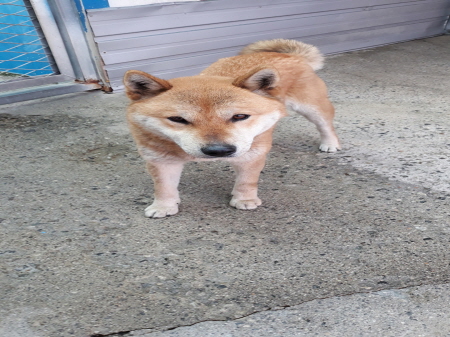 원주유기동물보호센터_442419202400075