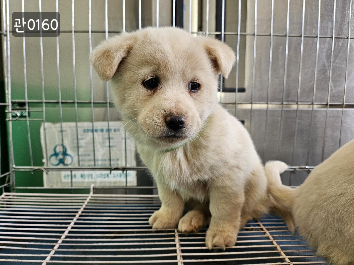 고양시동물보호센터_441394202400160