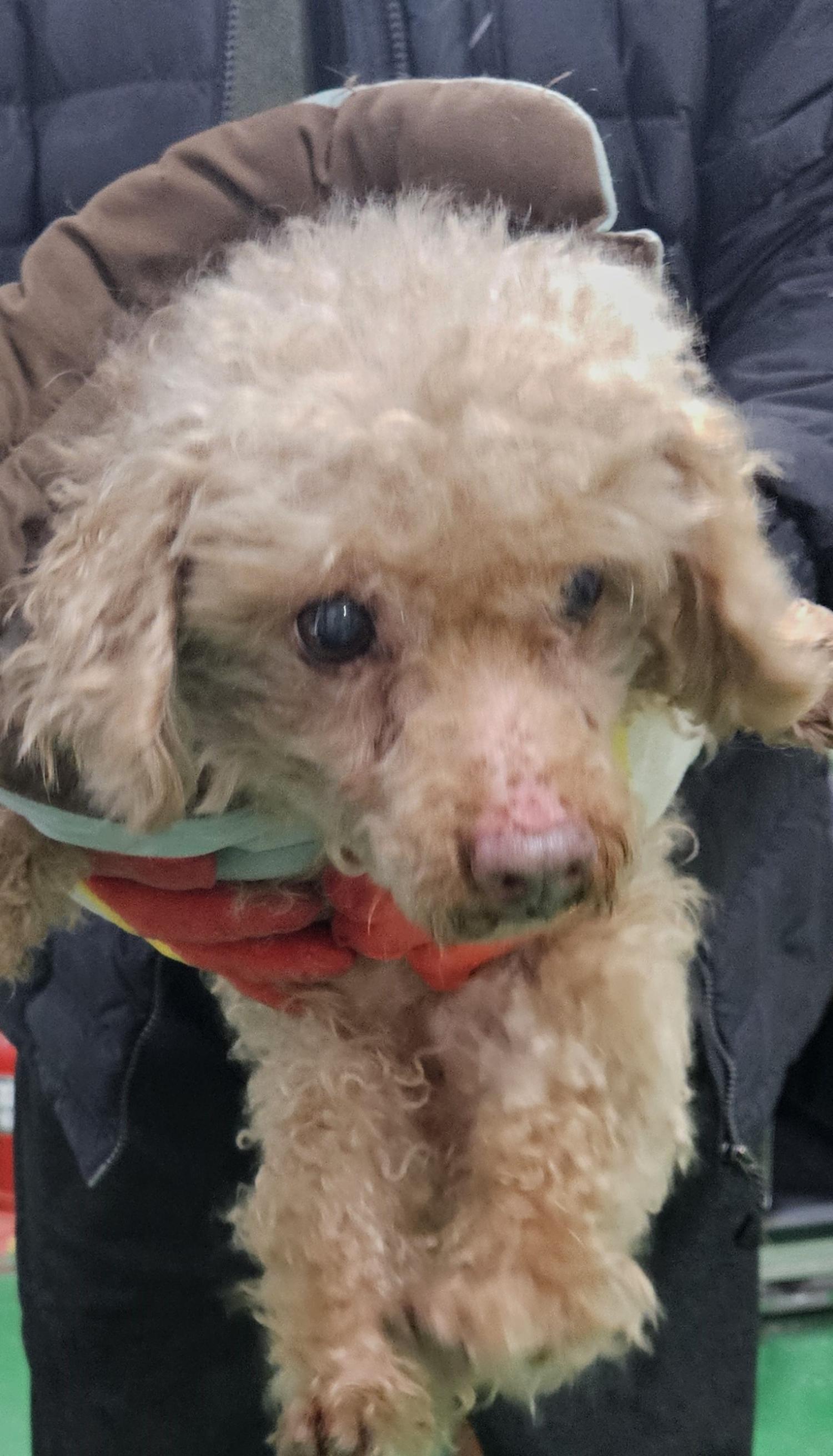 대구유기동물보호센터_427342202400075