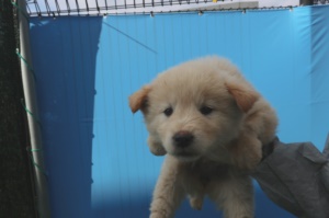 제주 동물보호센터_450650202400623