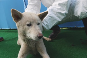제주 동물보호센터_450650202400624