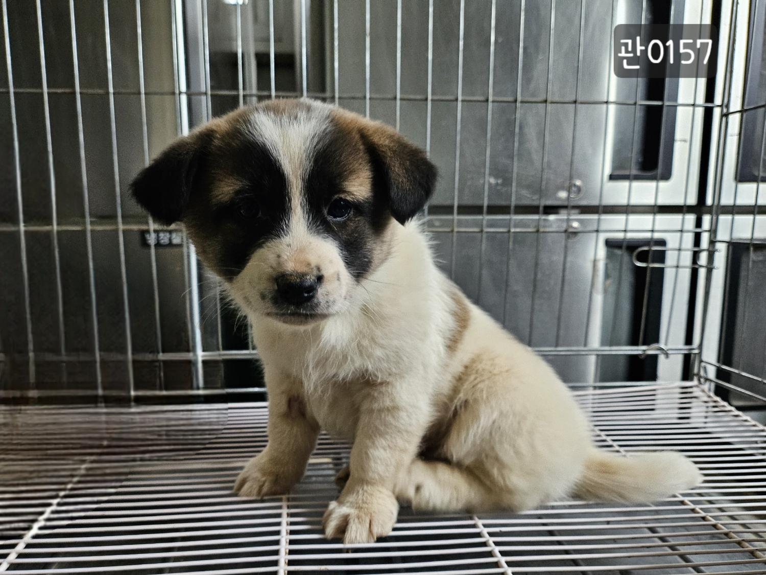 고양시동물보호센터_441394202400157