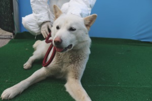 제주 동물보호센터_450650202400626