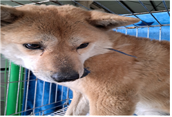 유기동물및관리협회_448535202400130