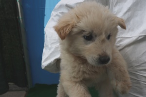 제주 동물보호센터_450650202400618