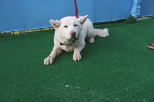 제주 동물보호센터_450650202400634