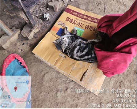 보호중 한국 고양이…