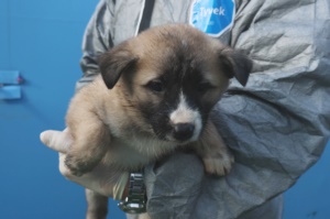 제주 동물보호센터_450650202400640