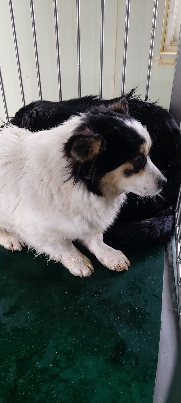 보령시유기동물보호소_444451202400163