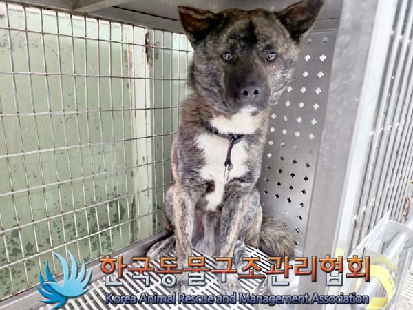 한국동물구조관리협회_441559202400108
