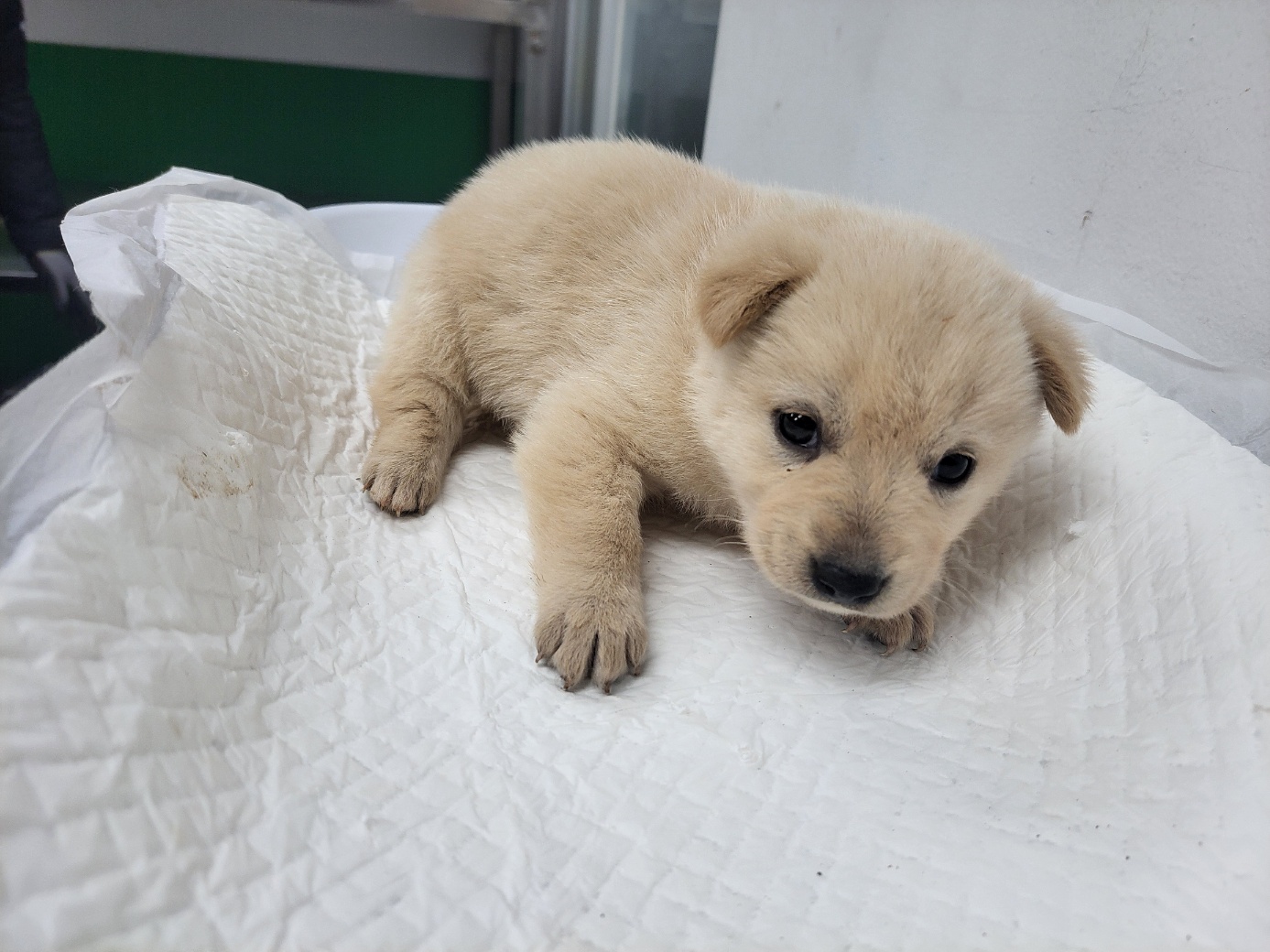 고양시동물보호센터_441394202400163