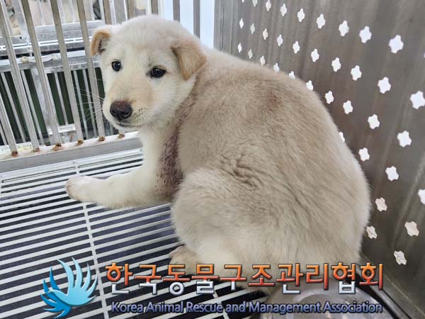 종료(안락사) 믹스…