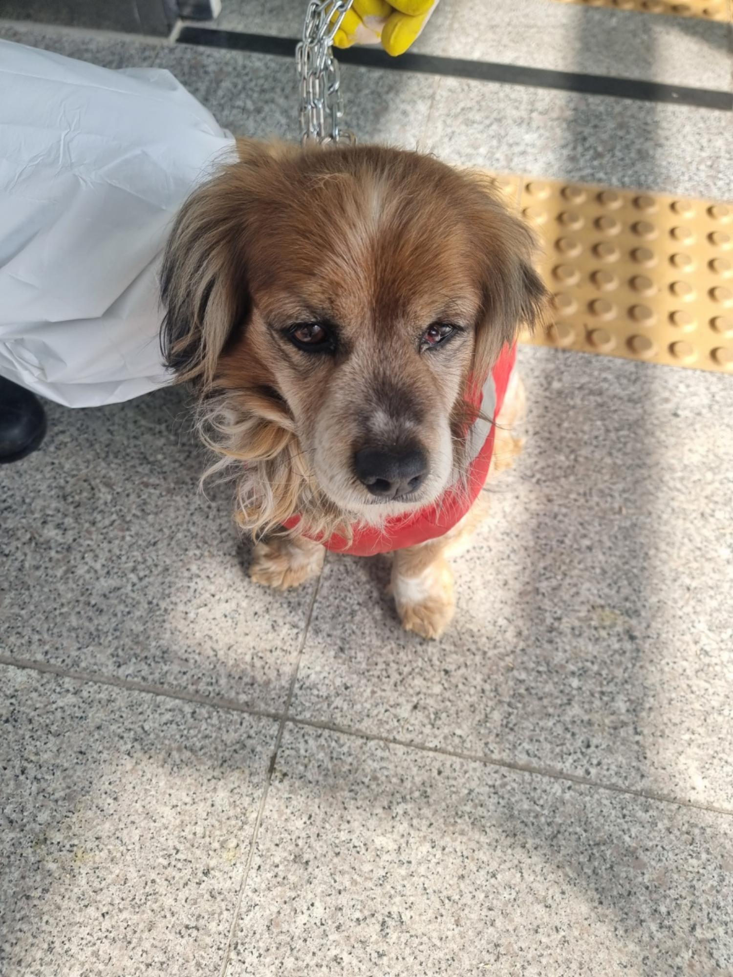 구미시 동물보호센터_447508202400178