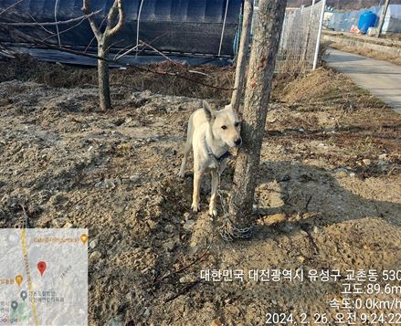 종료(반환) 진도견…